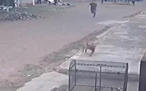 Imputan a hombre que mató a puñaladas a un perro pitbull - ADN Digital