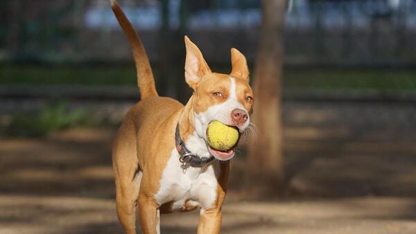 Pitbulls deben quemar energía todos los días, dice experto