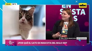 Video: ¿Por qué el gato es la mascota del siglo XXI? - Ensiestados - ABC Color