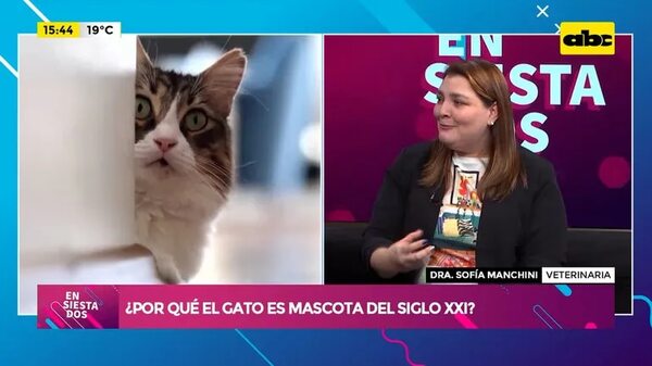 Video: ¿Por qué el gato es la mascota del siglo XXI? - Ensiestados - ABC Color