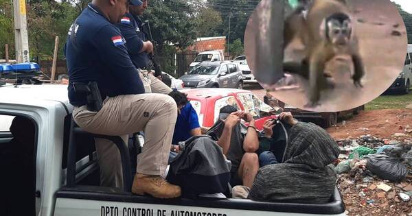 La Nación / Detienen a siete personas y rescatan un monito en supuesto desarmadero clandestino