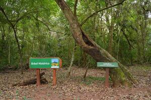 Diario HOY | Colosos de la Tierra: El “Árbol histórico” del Parque Cerro Corá, uno de los ganadores