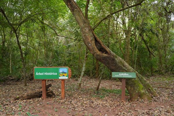 Diario HOY | Colosos de la Tierra: El “Árbol histórico” del Parque Cerro Corá, uno de los ganadores