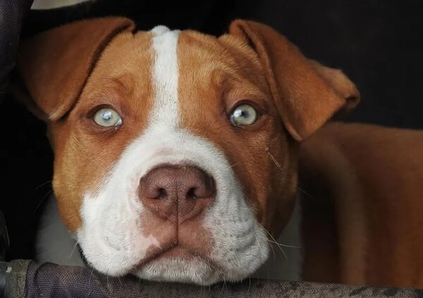 ¿Qué dice la Dirección de Bienestar Animal sobre el pitbull asesinado? - Nacionales - ABC Color