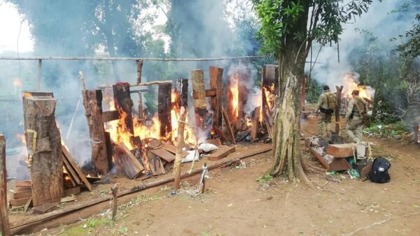Senad destruye 4 toneladas de marihuana en una zona boscosa en Itapúa