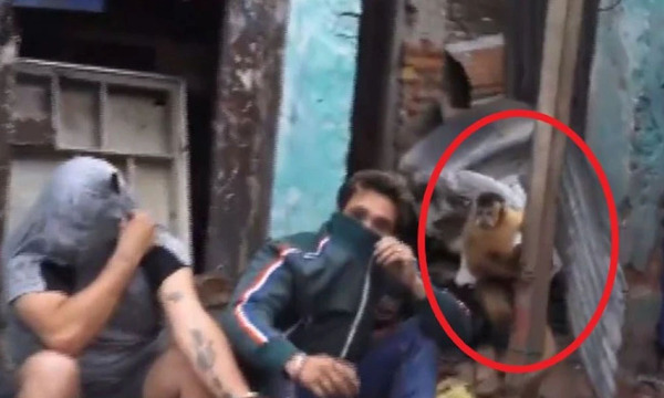 Mono era usado como “campana” de un desarmadero de motos en San Antonio - OviedoPress