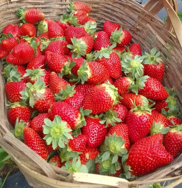 AUDIO: Se inicia la feria de la frutilla en J. Augusto Saldívar - Contacto Ciudadano - ABC Color