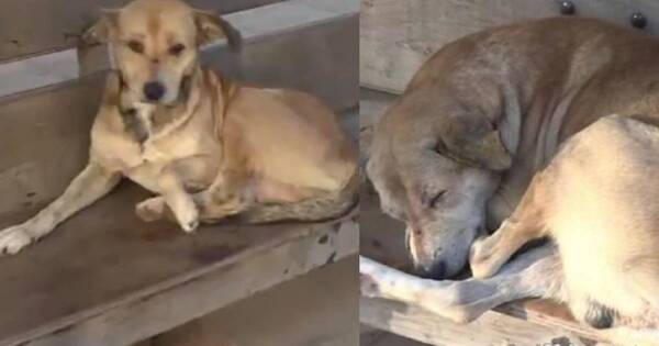 La Nación / ¡Final feliz! El Hachiko de Lambaré está mejor de salud y busca familia