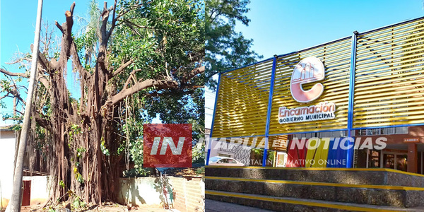 MUNICIPALIDAD DESTRUYÓ ÁRBOL HISTÓRICO DE LA CIUDAD DE ENCARNACIÓN - Itapúa Noticias