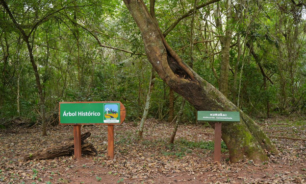 Colosos de la Tierra: El “Árbol histórico” del Parque Cerro Corá, uno de los ganadores - OviedoPress
