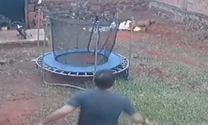 Imputan por maltrato y crueldad a hombre que mató a un pitbull | 1000 Noticias