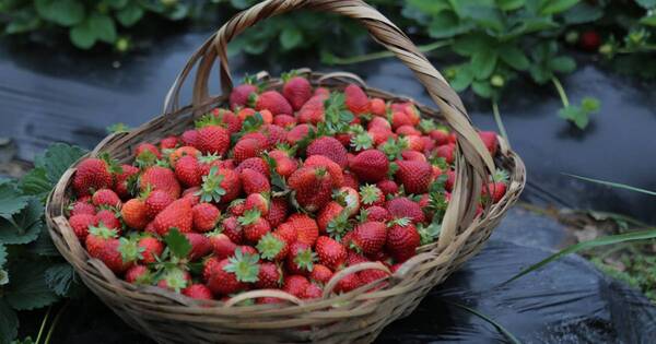 La Nación / Frutilleros de Estanzuela Itauguá invitan a probar nueva variedad y sus derivados