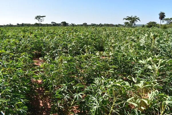 Lluvia beneficia a cultivos agrícolas de la época - Nacionales - ABC Color
