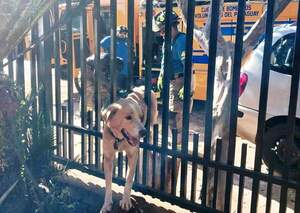 Un perro quedó atrapado entre verja de hierro •