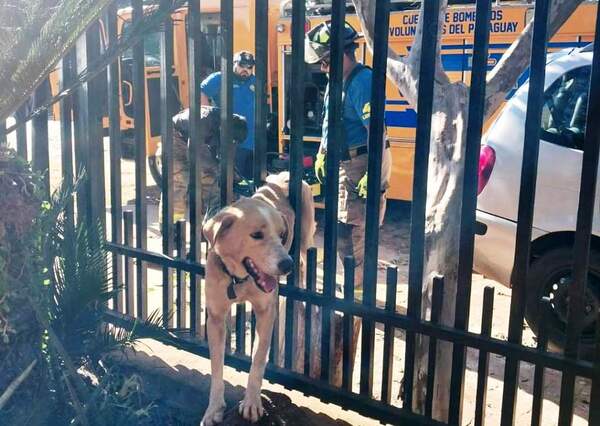 Un perro quedó atrapado entre verja de hierro •
