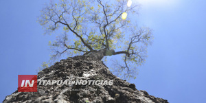 ÁRBOL DE ITAPÚA COMPITE POR SER UN COLOSO DE LA TIERRA - Itapúa Noticias