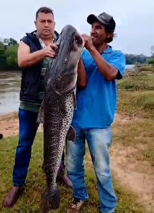 Pescan enorme Surubi en el Río Ypané