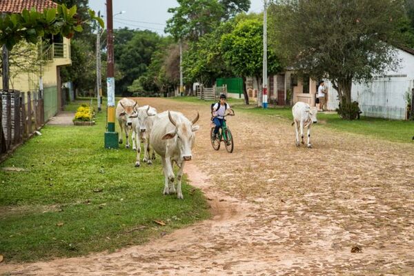 CAN 2022: Estos son los rubros agrícolas con mayor presencia en los campos y los animales más numerosos en la ganadería - MarketData