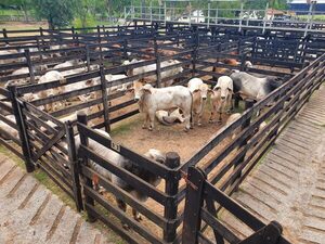 Ferias de consumo funcionan como excusa para formalizar el contrabando de carne, aseguran