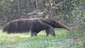 Avistan oso hormiguero gigante en área protegida de Itaipú
