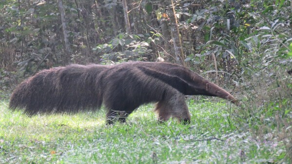 Avistan oso hormiguero gigante en área protegida de Itaipú