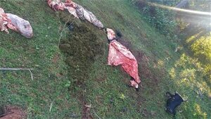 Abigeos hurtan y faenan vaca preñada de establecimiento ganadero en San Roque González - Nacionales - ABC Color
