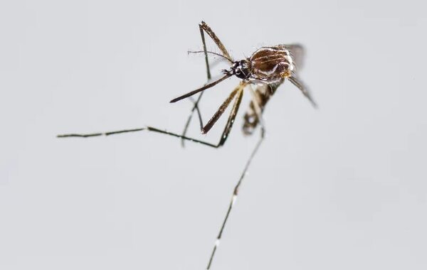 Arbovirosis sigue siendo inusualmente alta para esta época del año - Nacionales - ABC Color