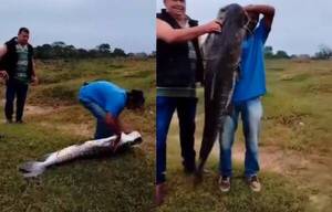 ¡Tremendo chupin! Pescan un surubí de unos 40 kilos y un metro y medio “parado”