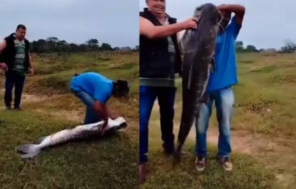 ¡Tremendo chupin! Pescan un surubí de unos 40 kilos y un metro y medio “parado”