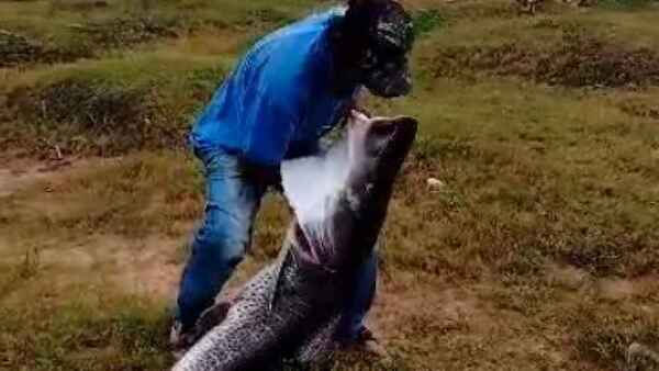 Pescan surubí de gran tamaño en el río Ypané