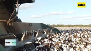 Video: Manejos agronómicos para el cultivo de algodón en el Chaco - ABC TV - ABC Color