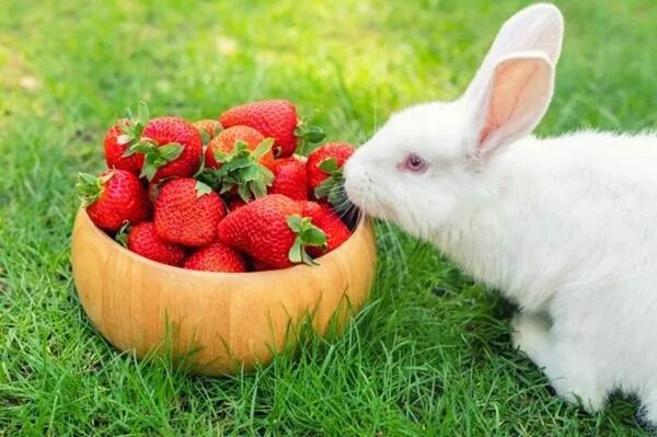 Mascotas: ¿Qué comen los conejos? - Mascotas - ABC Color
