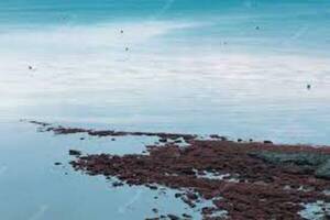 Malvinas o Falklands más allá de la semántica - El Independiente