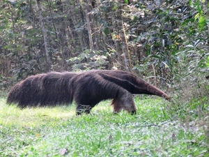 Avistan oso hormiguero gigante en una de las áreas protegidas de Itaipu - La Clave