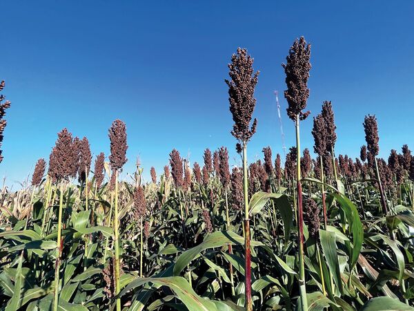NUSEED siempre presentes con híbridos de sorgo