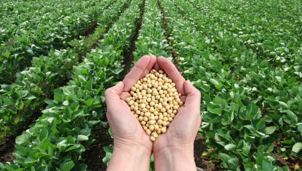 Anuncian alta calidad en semillas de soja para la próxima siembra - La Clave