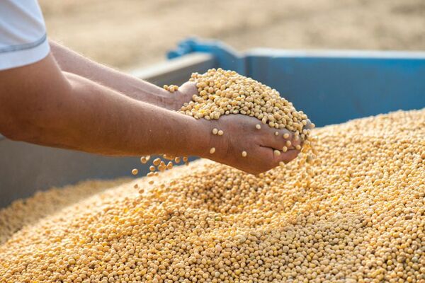 Paraguay, con estimación de 10 millones de toneladas para campaña de soja 2023/2024 - MarketData