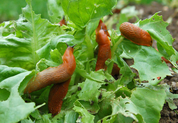 Productores de hortalizas enfrentan pérdidas millonarias debido a ataques de caracoles
