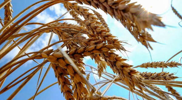 Croacia se ofrece para la exportación de granos de Ucrania