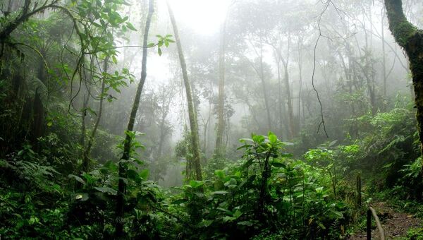Ocho países de la Amazonia tienen el poder de salvar el planeta, según el Banco Mundial