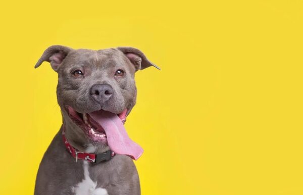 Pitbull, una raza enérgica y poderosa - Mascotas - ABC Color