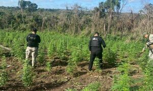 Organismos de Paraguay y Brasil realizan operativo contra cultivos ilícitos de marihuana – Diario TNPRESS