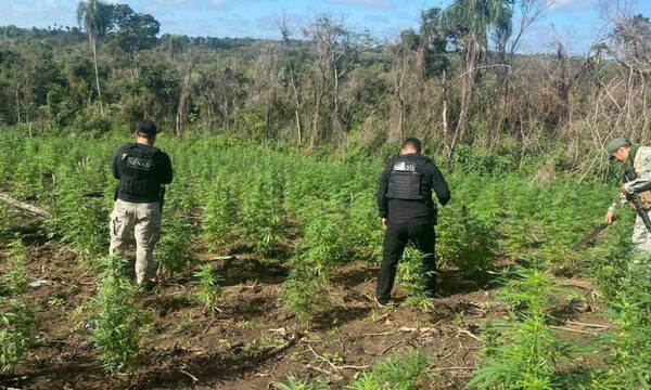 Organismos de Paraguay y Brasil realizan operativo contra cultivos ilícitos de marihuana – Diario TNPRESS
