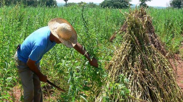 Exportaciones de bienes agroindustriales llegan a USD 1.778 millones