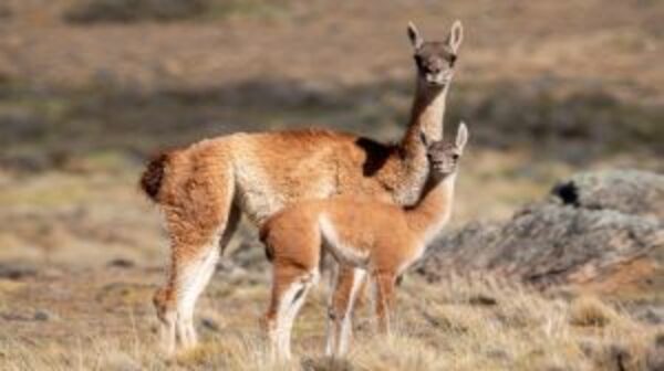 ¡Bellísimo! Visualizan a un guanaco en el Chaco - Noticias Paraguay