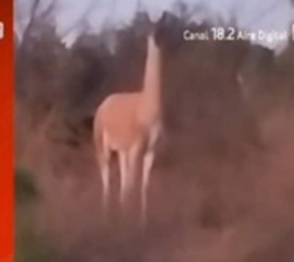 ¡Bellísimo! Visualizan a un guanaco en el Chaco - Paraguay.com