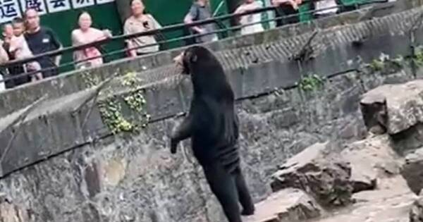 La Nación / Polémica en un zoológico chino: ¿es un oso o un humano disfrazado?