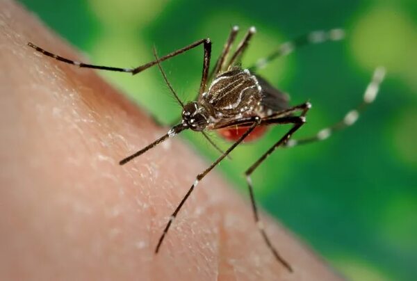 Malaria: lanzan recomendaciones para viajeros procedentes de zonas de riesgo - Nacionales - ABC Color