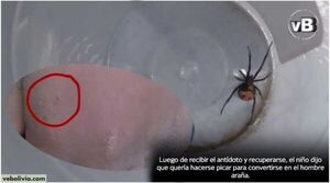 Un niño boliviano se hace picar por una viuda negra para convertirse en Spider-man