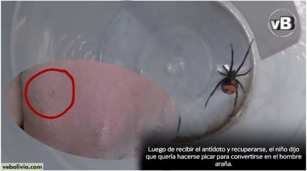 Un niño boliviano se hace picar por una viuda negra para convertirse en Spider-man